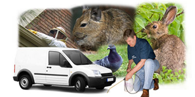 Bishop Auckland local van